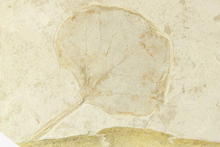Fossil Leaf (Populus) - Green River Formation, Utah #256825